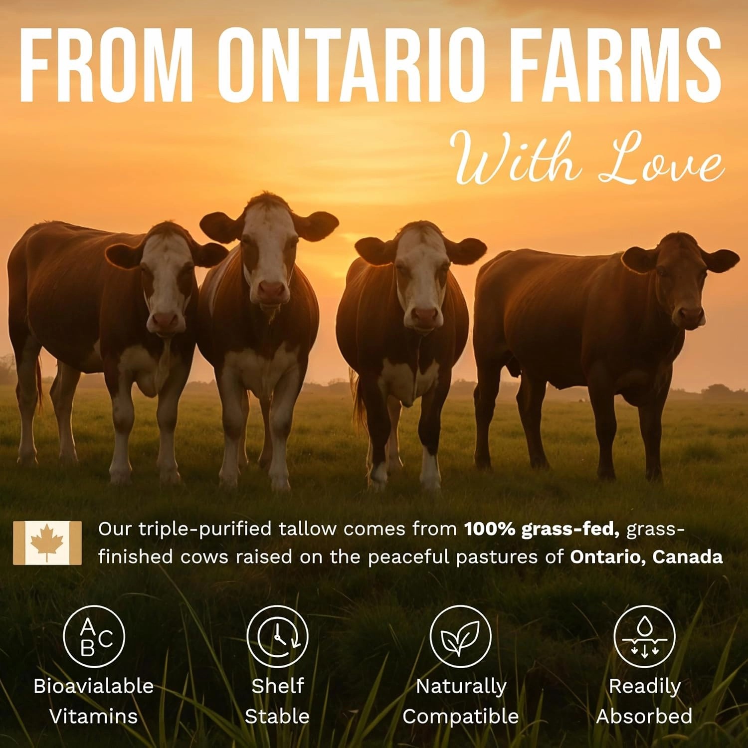 Beef Tallow and Honey Balm for Skin - Grass-Fed, Grass-Finished Face and Body Cream, Moisturizer for Dry Skin and Eczema, Shea Butter, Jojoba, Almond Oil, Beeswax, Lemongrass, Made in Canada, 2 oz