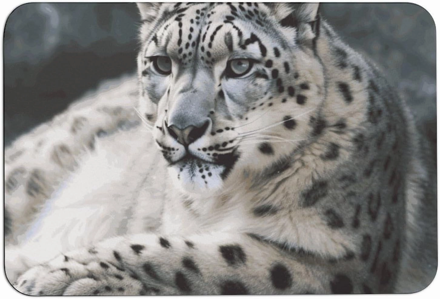 Snow Leopard Bath Mat Soft Velvet Bath Rugs with Rubber Backing Door Mat 23.6 X 15.7 Inches Non Slip Quick Dry Bathroom Mat Absorbent Welcome Mat for Muddy Wet Shoes and Paws