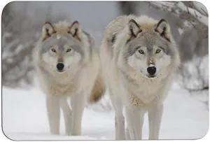 Two Wolves Walking in The Snow Bath Mat Soft Velvet Bath Rugs with Rubber Backing Door Mat 23.6 X 15.7 Inches Non Slip Quick Dry Bathroom Mat Absorbent Welcome Mat for Muddy Wet Shoes and Paws