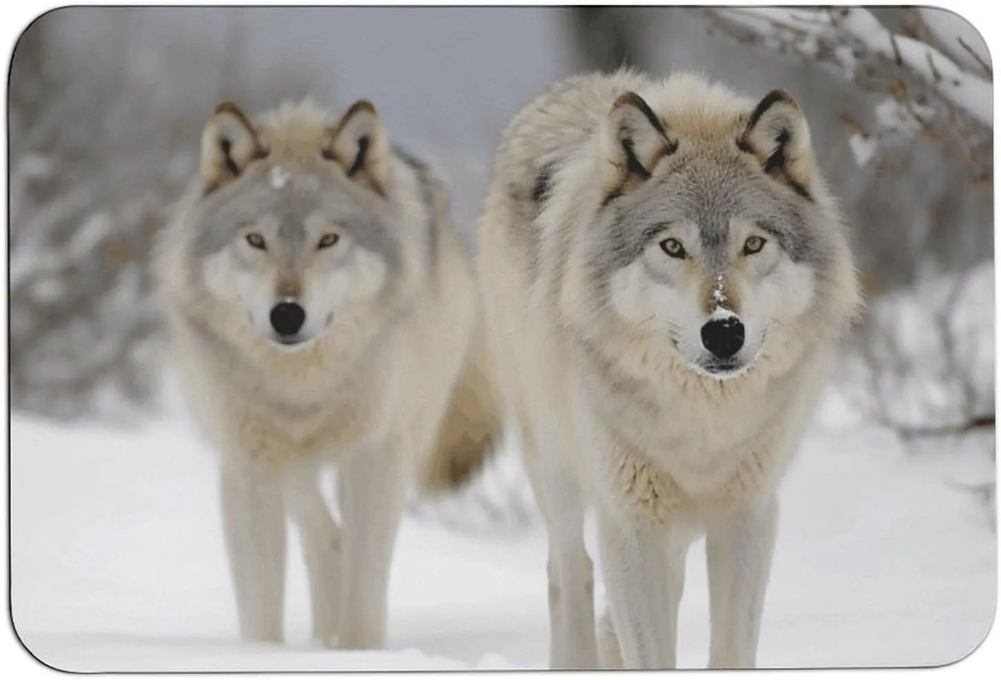 Two Wolves Walking in The Snow Bath Mat Soft Velvet Bath Rugs with Rubber Backing Door Mat 23.6 X 15.7 Inches Non Slip Quick Dry Bathroom Mat Absorbent Welcome Mat for Muddy Wet Shoes and Paws